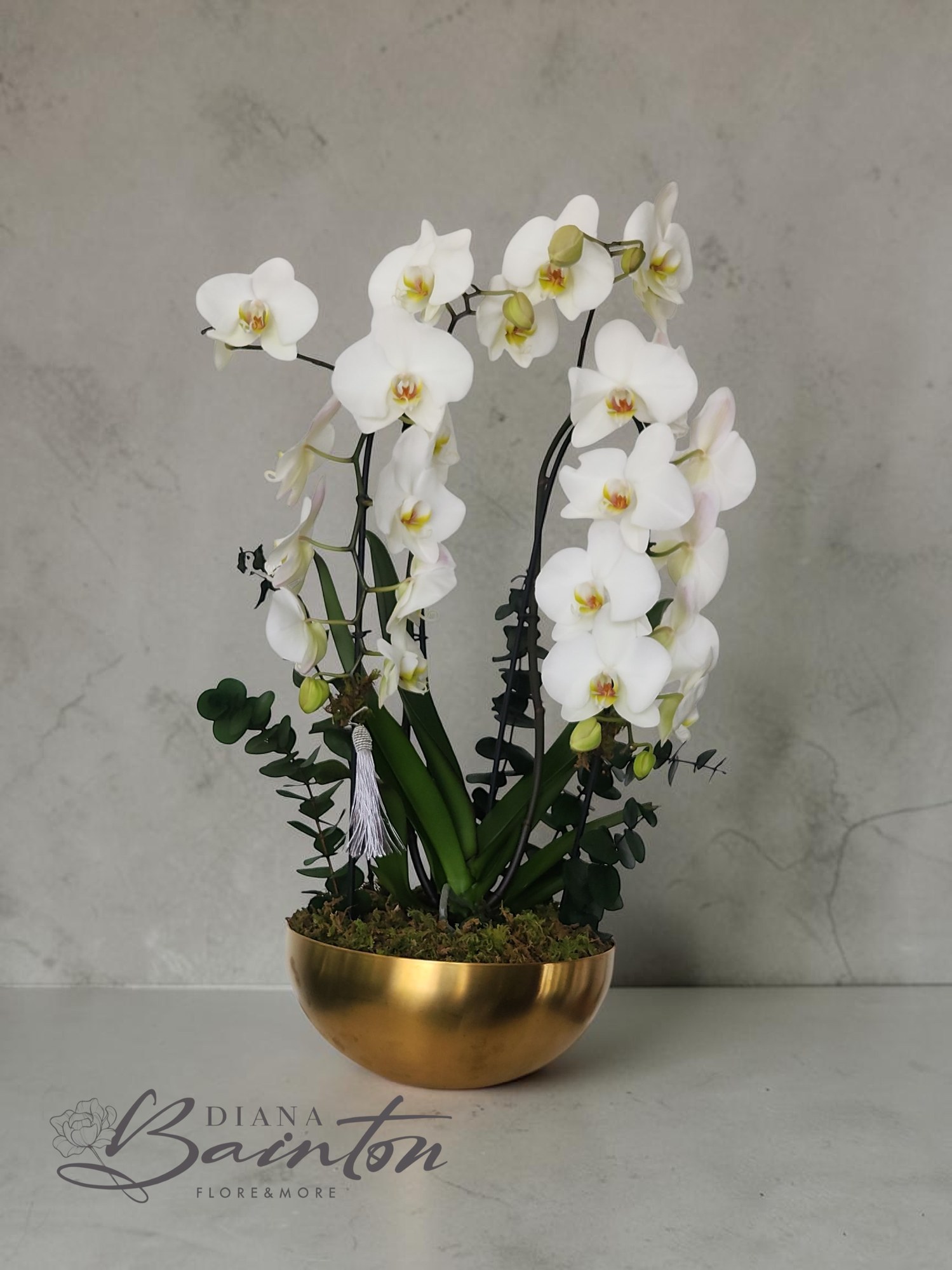 Orquídeas